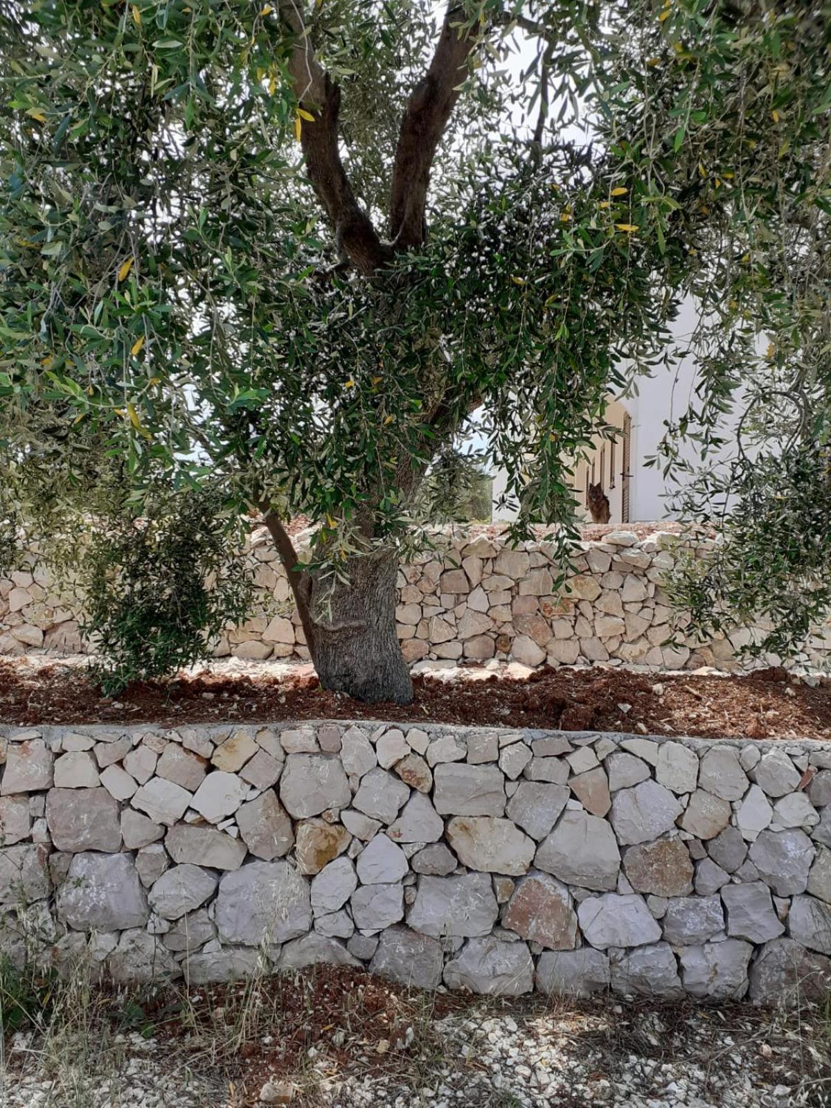 Borgo Rosoli Vieste Exteriör bild
